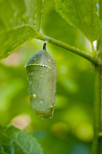 chrysalsis